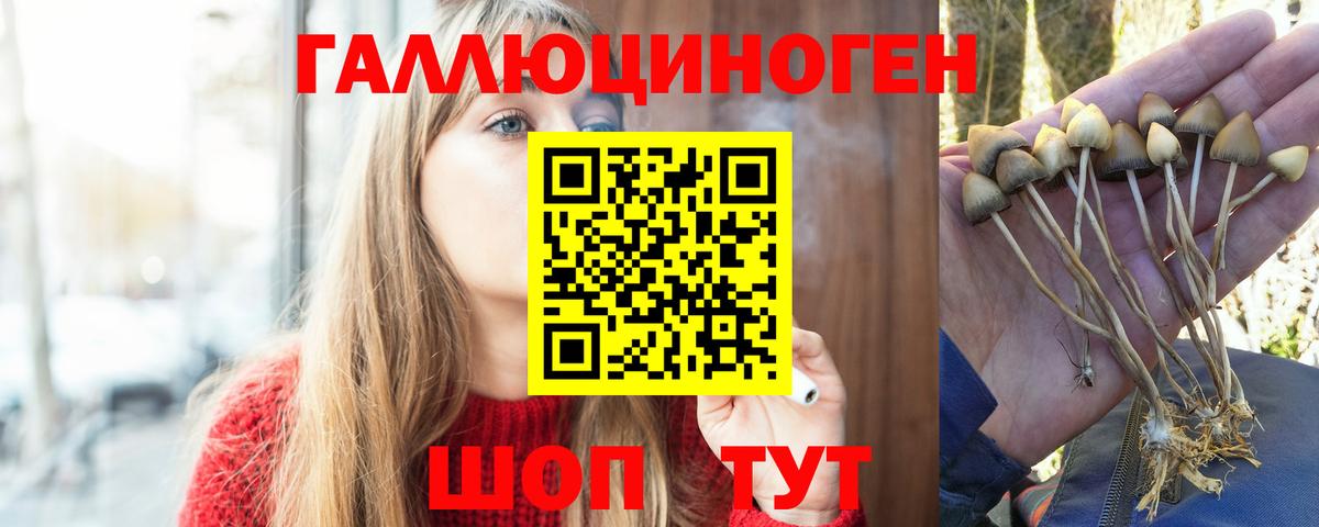 Галлюциногенные грибы MAGIC MUSHROOMS  Галлюциногенные грибы Cubensis  где купить   Шумерля 